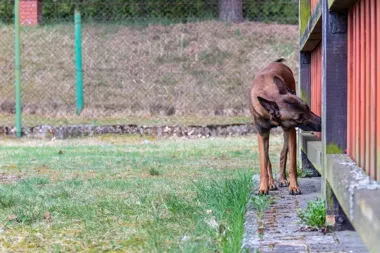 Obrazek przedstawia grafikę promocyjną wydarzenia Seminarium instruktorskie Nose Work z fińskim ekspertem — przygotowanie do zawodów