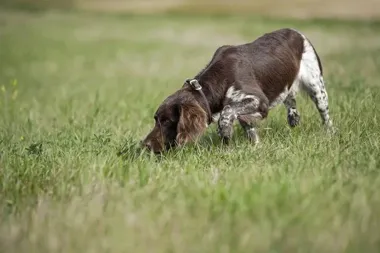 Obrazek przedstawia grafikę promocyjną wydarzenia Praktyczne warsztaty tropienia po twardych nawierzchniach z trenerem z Szwecji
